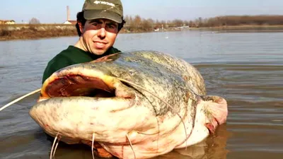 Меконгский гигантский сом: Одна из крупнейших пресноводных рыб мира весом  под 300 кило! Вот только зубов у неё нет. И усов тоже | Пикабу