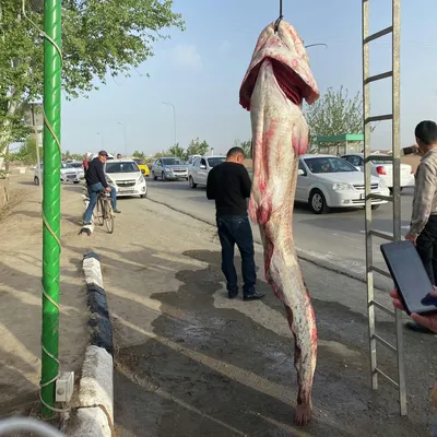 В Италии рыбак поймал гигантского сома - он длиной почти 3 метра - Pets