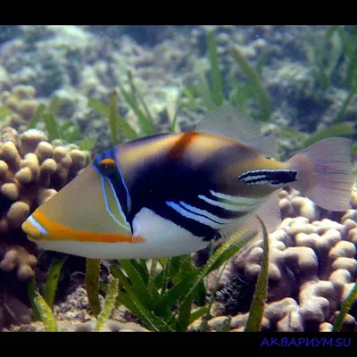 Спинороги_балистод Голубоперый _Balistoides viridescens — Титановый спинорог  — Titan triggerfish | Fish pet, Pets, Fish