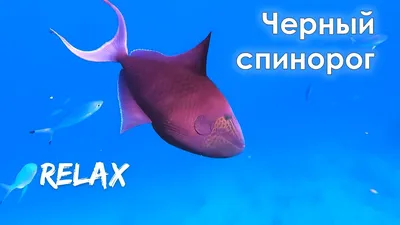 Спинороги