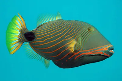 Rhinecanthus aculeatus - Спинорог Пикассо колючий S. Морской магазин  Central Reef