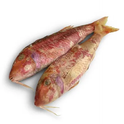 Барабулька или Султанка -считается деликатесной рыбой с самым с нежным  вкусом. Благодаря большому содержанию полноценного белка и малому… |  Instagram