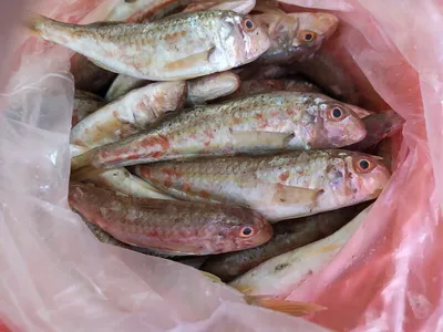 Уникальные полезные свойства вкусной рыбы Султанка (барабулька) | Вкусно и  полезно | Дзен