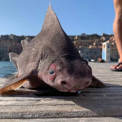 Красный Свинья Рыба — стоковые фотографии и другие картинки Pigfish -  Pigfish, Плавать, Рыба - iStock