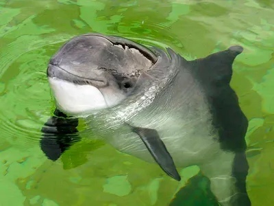 The vaquita - Почти вымерший вид морской свиньи / красивые картинки ::  морская свинья :: дельфины :: рыбы :: животный мир :: art (арт) / картинки,  гифки, прикольные комиксы, интересные статьи по теме.