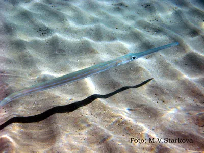 ЧуднУю рыбу увидела в магазине - ягара, по-нашему рыба свистулька 😏🤨🐟Ее  жарят, тушат, едят сырой или тэмпура #рыба#японскаярыба | Instagram