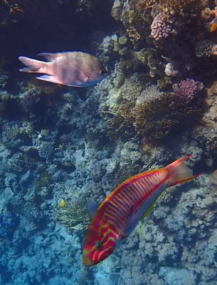 File:Рыба-флейта или голубопятнистая свистулька. Bluespotted Cornetfish,  Fistularia commersonii .DSCF2548WI.jpg - Wikimedia Commons