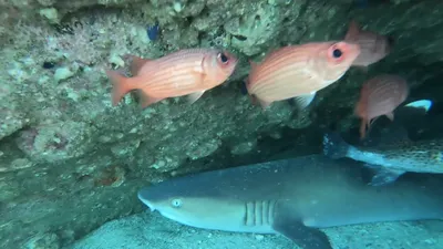 Рыба флейта или свистулька. Дайвинг в Красном море близ Египта. Видео Stock  | Adobe Stock