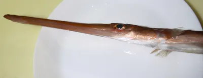 Рыба-флейта — Cornetfish (лат. Fistularia), Красное море ⋆ Фотографии ⋆  Путешествия с Fresh Trip