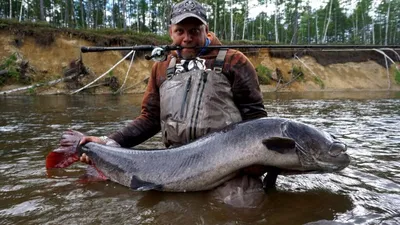 🐟 Таймень купить - рыба таймень цена за кг от 2800 руб в Москве, доставка  - интернет-магазин Дикоед