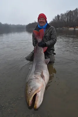 Таймень. (Рыболов № 6 / 1988 г.) » baikalfishing.ru