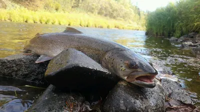 🐟 Таймень купить - рыба таймень цена за кг от 2800 руб в Москве, доставка  - интернет-магазин Дикоед