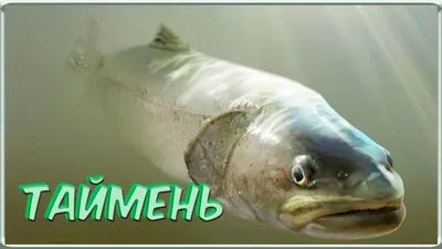 Рыбы Горного Алтая - таймень, сибирский хариус, ленок | Fishong