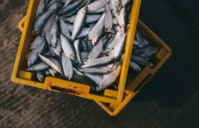 Pet Fish - Не только красиво Само по себе слово «рыба» на китайском языке  обозначает счастье, удачу, изобилие, поэтому рыбки — талисман, приносящий  процветание и благополучие. Этим фактом и обусловлена китайская традиция