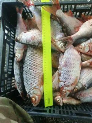 Вяленая тарань - Fishmarket - магазин рыбы и морепродуктов