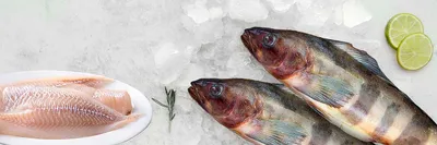 Терпуг: польза и вред рыбы| от Роскачества