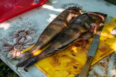 Морская рыба Терпуг, запеченная в духовке с лимоном. Полезная рыбка.  Рецепты от Хлебстори - YouTube