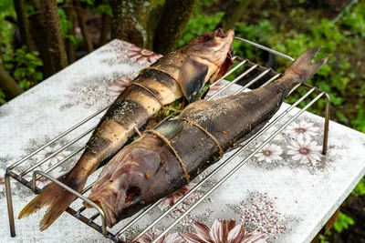 ТЕРПУГ. ЧТО ЭТО ЗА РЫБА?🐟 ⠀ Терпуг — морская лучеперая рыба семейства  Терпуговые, известная также под названием \"морской линек\". Обладает… |  Instagram
