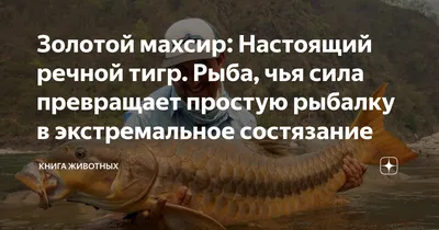 Обои на рабочий стол Тигр плывет под водой среди водорослей и рыб, пуская  пузырьки воздуха, by SuicidalMuffins, обои для рабочего стола, скачать  обои, обои бесплатно