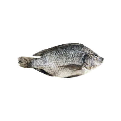 Тилапия (Oreochromis niloticus) - sharkseafoods.com