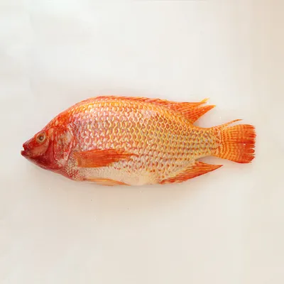 рыба тилапия в руке рядом с видом на рыбу тилапия мозамбика Hd Стоковое  Фото - изображение насчитывающей свежесть, продукция: 225875226