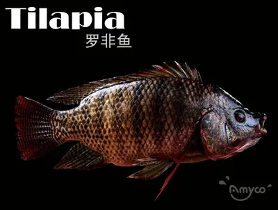 рыба тилапия в руке рядом с видом на рыбу тилапия мозамбика Hd Стоковое  Фото - изображение насчитывающей еда, рыбы: 225875144