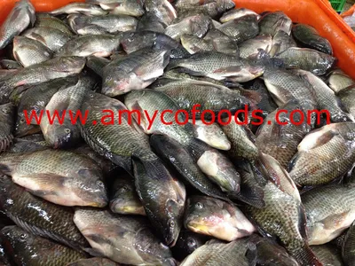 Рыба Тилапия Высокое качество | Amyco Seafoods-China Tilapia  Supplier,Tilapia Producer, China Tilapia, Frozen Seafoods, Amyco Group