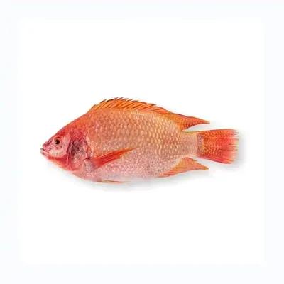 Рыба Тилапия Помещена Лед Рынке Ожидании Покупателей Купить Приготовления  Пищи стоковое фото ©eungsuwatnarin62@gmail.com 291026322