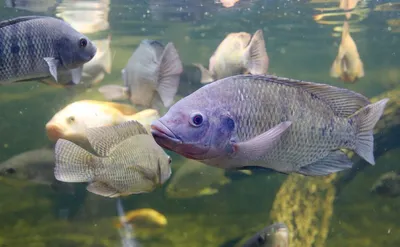 Какая рыба может заменить тилапию и пангасиус? - Ocean Treasure