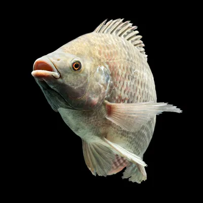 Рыба тилапия (очищенная и потрошенная для приготовления пищи),  изолированные на белом фоне. | Премиум Фото