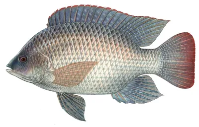 Рыба тилапия: описание и фото, места обитания, нерест, способы ловли,  пищевая ценность