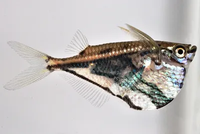 Рыба топорик или карнегиелла мраморная: содержание, фото-видео обзор