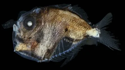 Рыбы-топорики оказались изобретателями стелс-технологии - ФОКУС