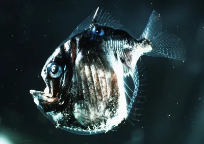 Как рыбы-топорики из семейства Sternoptychidae способны становиться  невидимыми для хищников ? - YouTube