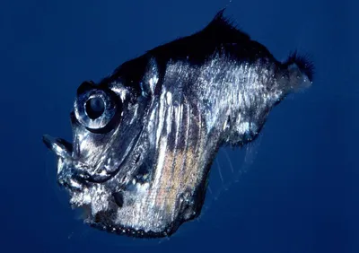Невероятный выживший: история рыбы-топорика в безжалостном мире океана |  Морские обитатели | Дзен