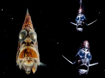 Карепрост рыба глубоководная - картинки и фото poknok.art