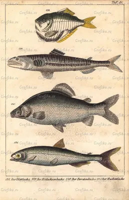 Рыба-топор: фото, описание, особенности — Новости Оптом