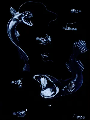 Детеныш карликового гурами пресноводная рыба изолирована на белом фоне |  Премиум Фото