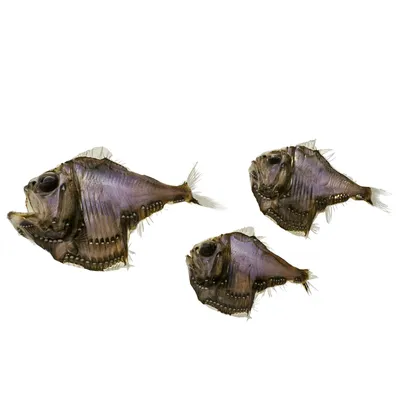Топориковые рыбы - 76 фото