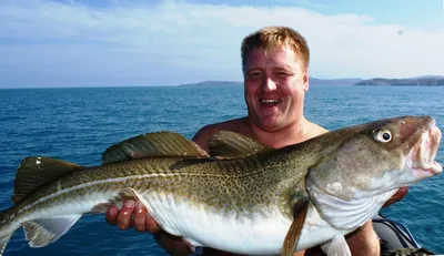 Ловля трески на морской рыбалке в Баренцевом море – хитрости! | Рыбалка в  Баренцевом море – ловля трески, камбалы, палтуса!