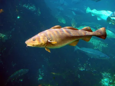 Могущественная рыба: 5 удивительных фактов про треску