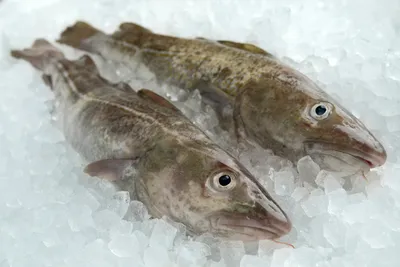 Рыба треска - «Недорогая и хорошая во всех отношениях рыба (+ ФОТО)» |  отзывы