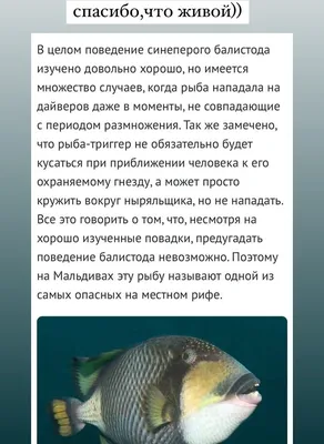 Спинороги_балистод Голубоперый _Balistoides viridescens — Титановый  спинорог — Titan triggerfish | Fish pet, Pets, Fish