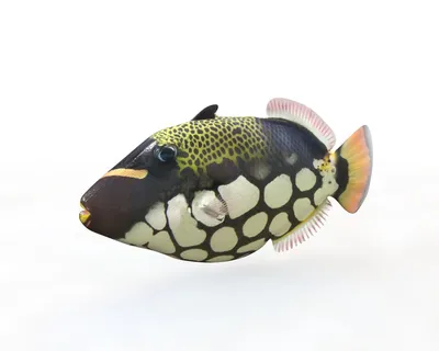 Viridescens Balistoides рыбы -триггера коралловых рифов гигантского  Triggerfish титана крупнейшие. Красное Море, Египет Стоковое Фото -  изображение насчитывающей развилки, экзотическо: 174104040