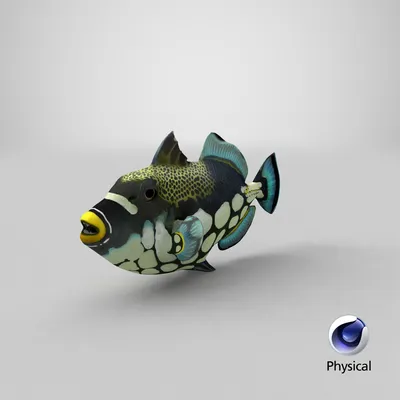 reef trigger fish low poly 3D Модель in Рыба 3DExport