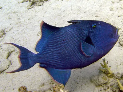 Спинорог точечный голубоперый (Спинорог-титан) (Balistoides viridescens) |  Aquarium-Style