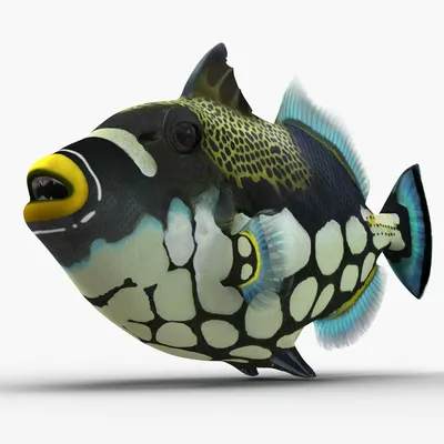 clown trigger fish low poly 3D Модель in Рыба 3DExport