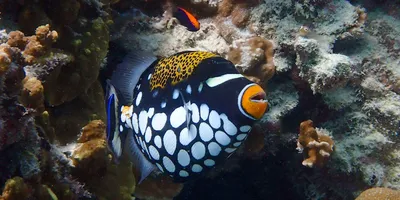 Viridescens Balistoides рыбы -триггера коралловых рифов гигантского  Triggerfish титана крупнейшие. Красное Море, Египет Стоковое Изображение -  изображение насчитывающей развилки, коралл: 174104011