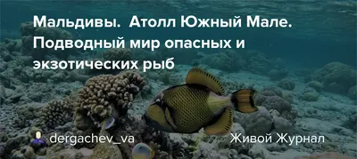 Triggerfish | Рыбы Красного моря | Рыбы Красного моря