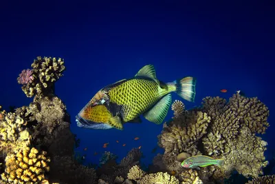 Milaidhoo Island Russian | Clown Trigger Fish